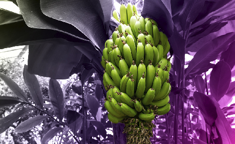 Sector Productor de Banano